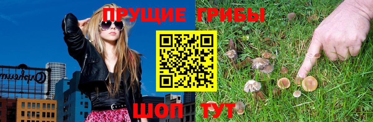 Псилоцибиновые грибы Psilocybine cubensis Кропоткин